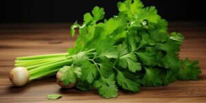 Understanding the Global Cilantro Shortage