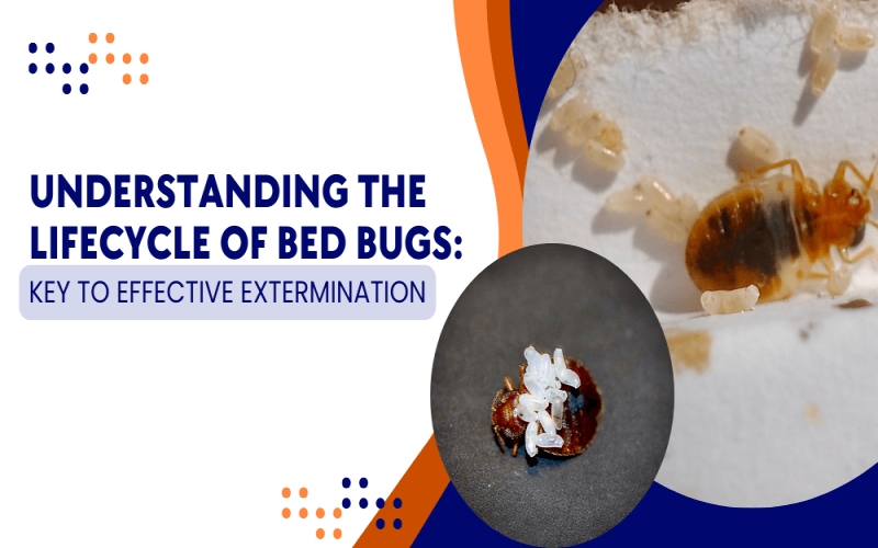 Understanding the Lifecycle of Bed Bugs Key to Effective