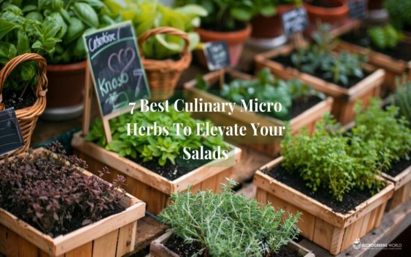 Whats the Best Mini Green Herb on the Market