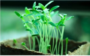 Gravel Vs. Rock Understanding The Differences And Uses