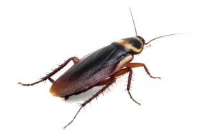 Cockroaches Multiply